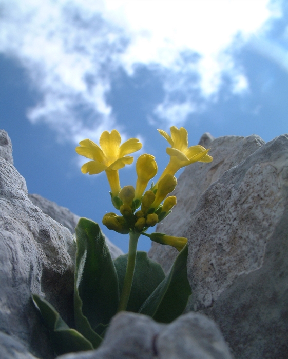 Primula auricula /  Primula orecchia d''orso